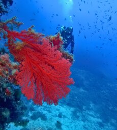 andrea ustica 2025 gorgonia